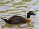 ?? (WWT Slimbridge 20) - pic by Nigel Key